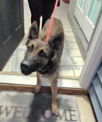 Shelter Stray Male Dog last seen Near BLOCK ROUSSEAU, 4710 TX-151, San Antonio, TX 78227, USA