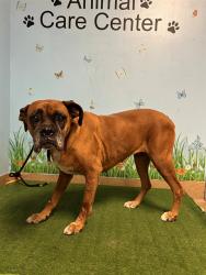 Shelter Stray Female Dog last seen , 38550 Sierra Hwy, Palmdale, CA 93550, USA