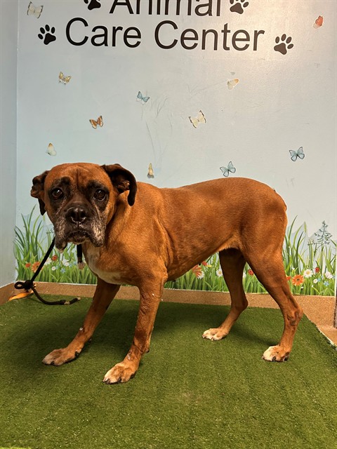 Shelter Stray Female Dog last seen , 38550 Sierra Hwy, Palmdale, CA 93550, USA