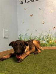Shelter Stray Male Dog last seen , 38550 Sierra Hwy, Palmdale, CA 93550, USA