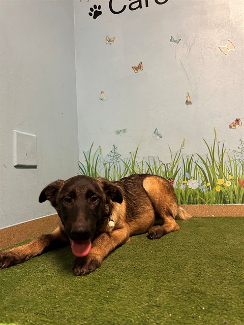 Shelter Stray Male Dog last seen , 38550 Sierra Hwy, Palmdale, CA 93550, USA