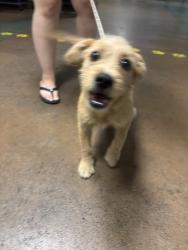 Shelter Stray Male Dog last seen , 14409 Vanowen St, Van Nuys, CA 91405, USA