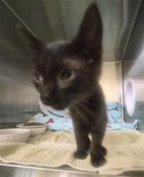 Shelter Stray Male Cat last seen Near BLOCK ROSE WAY, 1950 Stevenson Blvd, Fremont, CA 94538, USA