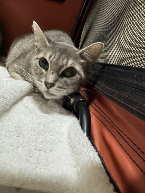 Shelter Stray Female Cat last seen DUMPED AT TCAS, 1950 Stevenson Blvd, Fremont, CA 94538, USA