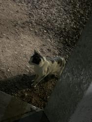Found/Stray Unknown Cat last seen Near W Broadway Rd Apt building 9, Mesa, AZ 85202