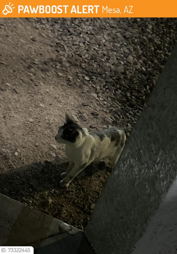 Found/Stray Unknown Cat last seen Near W Broadway Rd Apt building 9, Mesa, AZ 85202