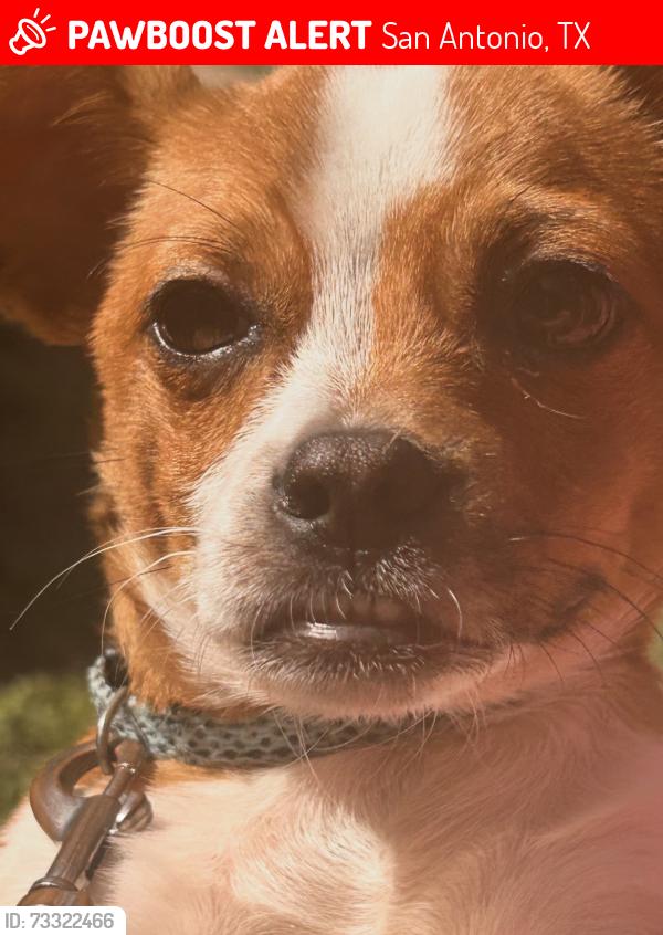 Lost Male Dog last seen N/A, San Antonio, TX 78201