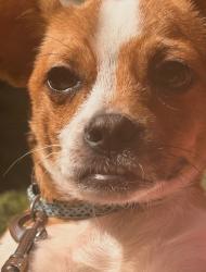 Lost Male Dog last seen N/A, San Antonio, TX 78201