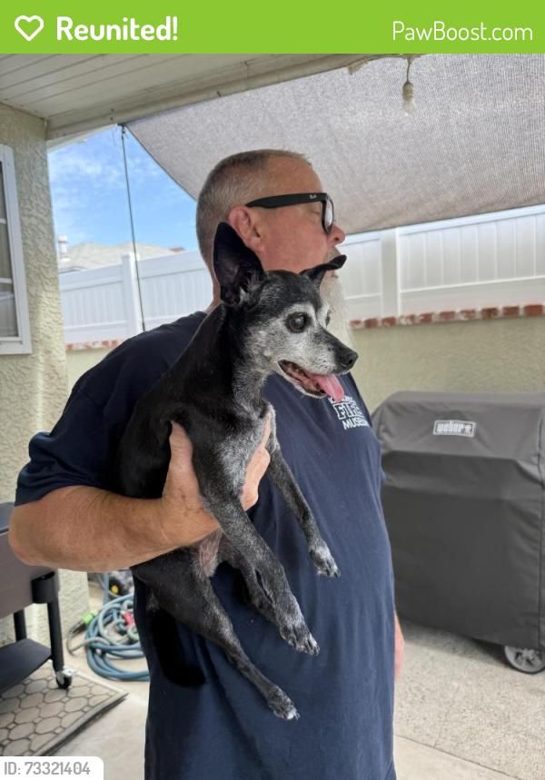 Reunited Female Dog last seen Clark & Rose St. in Bellflower, Bellflower, CA 90706