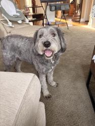Reunited Male Dog last seen Carey and 161, Noblesville, IN 46062