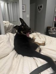 Reunited Male Dog last seen 66& Greenwood, Chicago, IL 60637