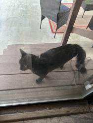 Found/Stray Unknown Cat last seen Near 215th in Stark St., Gresham, OR 97030