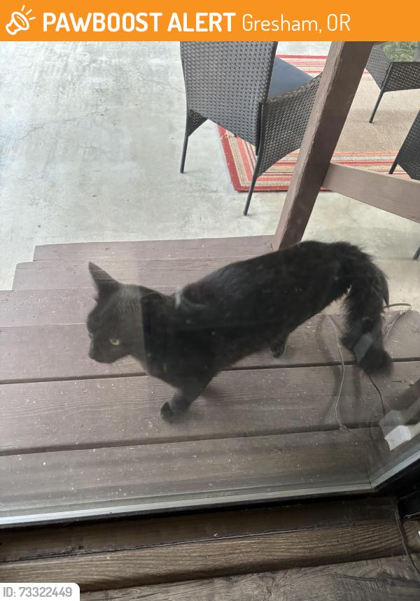 Found/Stray Unknown Cat last seen Near 215th in Stark St., Gresham, OR 97030