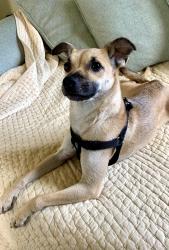 Lost Female Dog last seen near Dracena Park, Piedmont, CA 94611