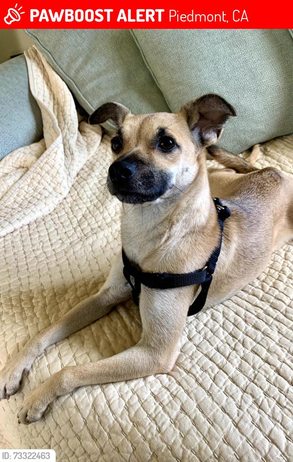 Lost Female Dog last seen near Dracena Park, Piedmont, CA 94611