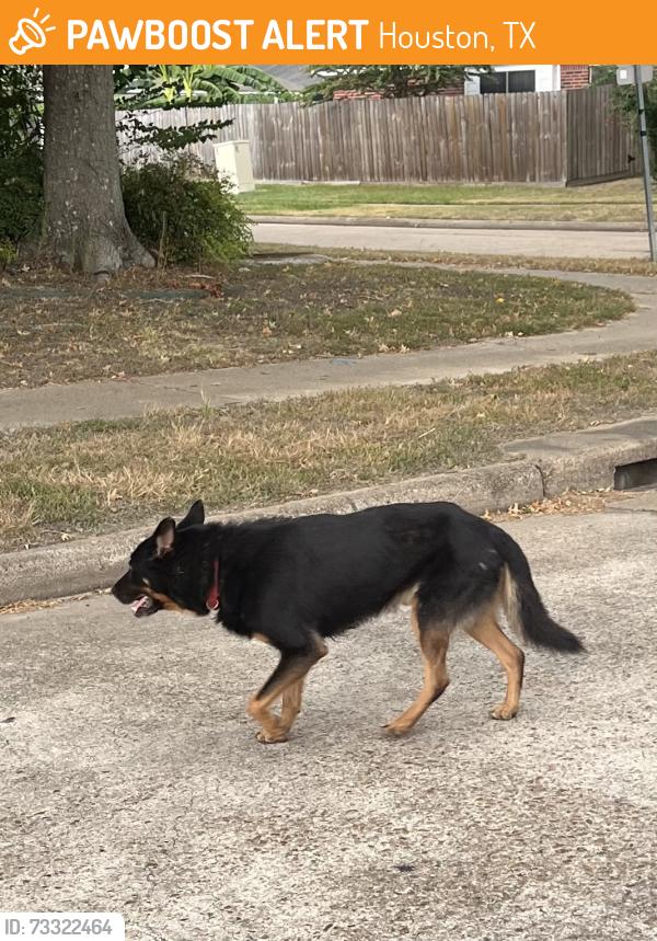 Found/Stray Unknown Dog last seen Havenview and N Fallen Bough, Houston, TX 77041