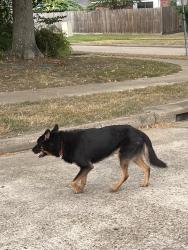 Found/Stray Unknown Dog last seen Havenview and N Fallen Bough, Houston, TX 77041