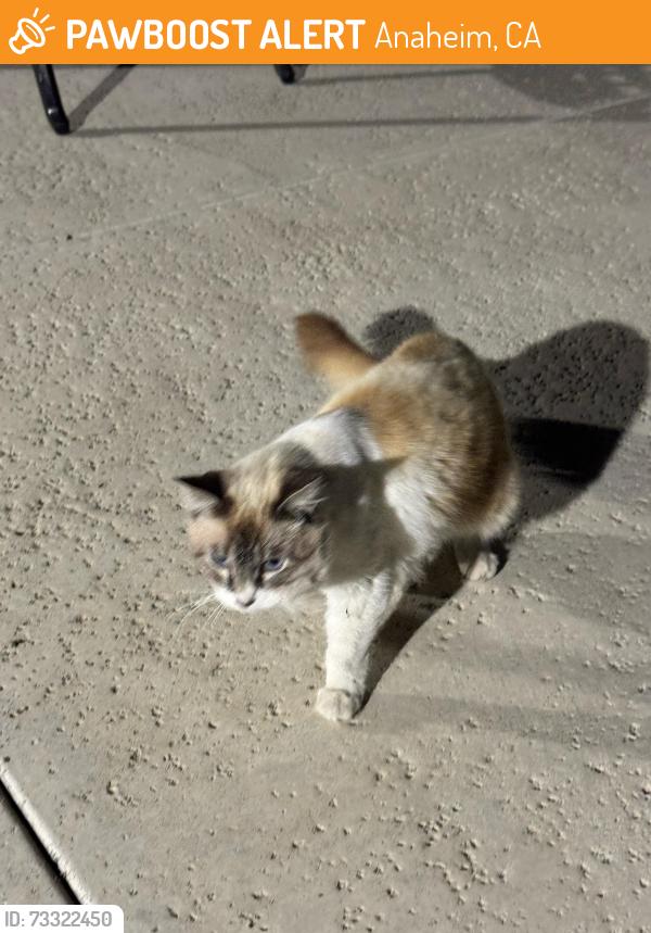 Found/Stray Unknown Cat last seen Near Cerritos Ave, Anaheim, CA 92805