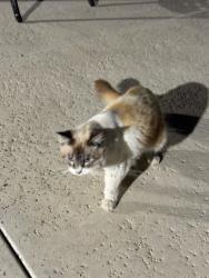 Found/Stray Unknown Cat last seen Near Cerritos Ave, Anaheim, CA 92805