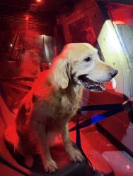 Found/Stray Unknown Dog last seen Near Harper St Lawrence ks - prairie park nature preserve, Lawrence, KS 66046