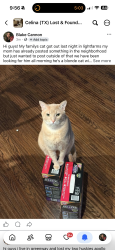 Lost Male Cat last seen Lightfarms celina, Celina, TX 75009