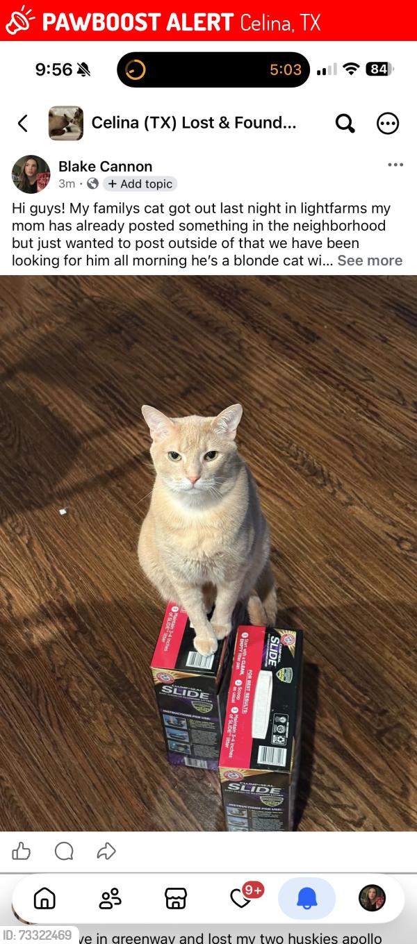 Lost Male Cat last seen Lightfarms celina, Celina, TX 75009