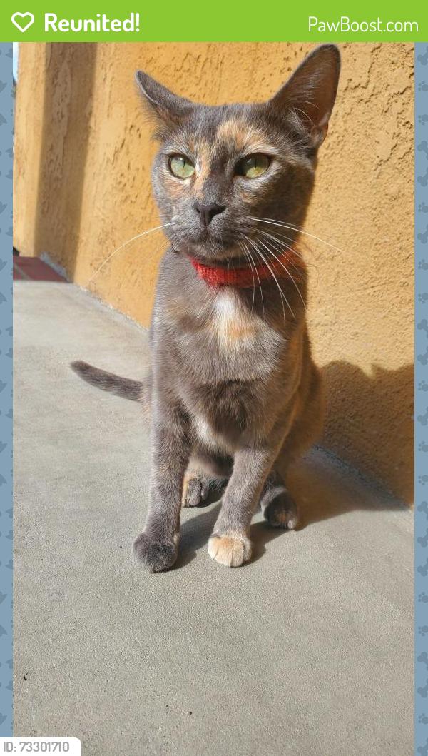 Reunited Female Cat last seen W. Aurora Avenue, near Taft Elementary School, Santa Ana, CA 92707