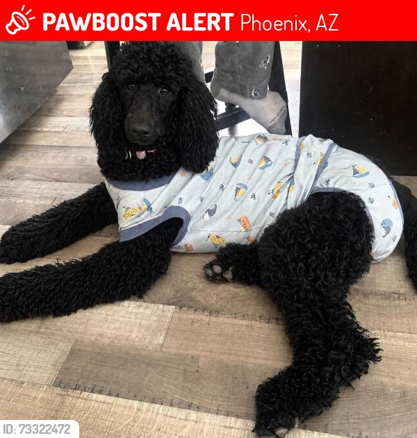 Lost Female Dog last seen Near ave and Thomas, Phoenix, AZ 85037