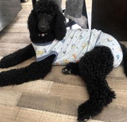 Lost Female Dog last seen Near ave and Thomas, Phoenix, AZ 85037