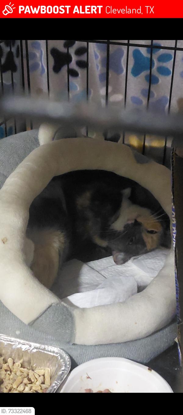 Lost Female Cat last seen I believe she was in the dumpster we ordered and she went too WM Security Landfill 105 in Cleveland. I set up a feeding station but they wont let me back there to look., Cleveland, TX 77327