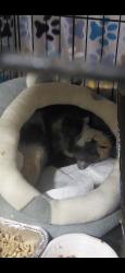 Lost Female Cat last seen I believe she was in the dumpster we ordered and she went too WM Security Landfill 105 in Cleveland. I set up a feeding station but they wont let me back there to look., Cleveland, TX 77327