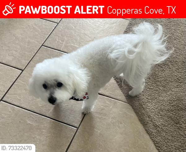 Lost Male Dog last seen The valley at great Hills, Copperas Cove, TX 76522