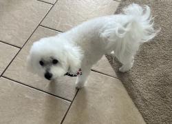 Lost Male Dog last seen The valley at great Hills, Copperas Cove, TX 76522