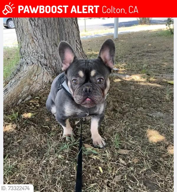 Lost Male Dog last seen Vernon ave, Colton, CA 92324