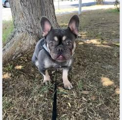 Lost Male Dog last seen Vernon ave, Colton, CA 92324