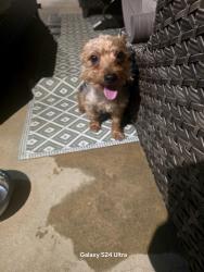 Found/Stray Male Dog last seen Del rio why ontario ca, Ontario, CA 91761