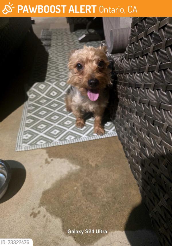 Found/Stray Male Dog last seen Del rio why ontario ca, Ontario, CA 91761