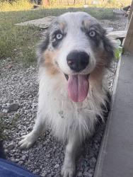 Lost Male Dog last seen Sutton valley groomer, Garnett, KS 66032