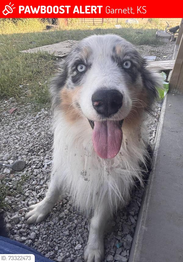 Lost Male Dog last seen Sutton valley groomer, Garnett, KS 66032