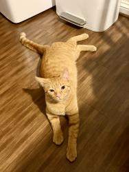 Reunited Male Cat last seen Christ Church Cranbrook, Bloomfield Hills, MI 48304