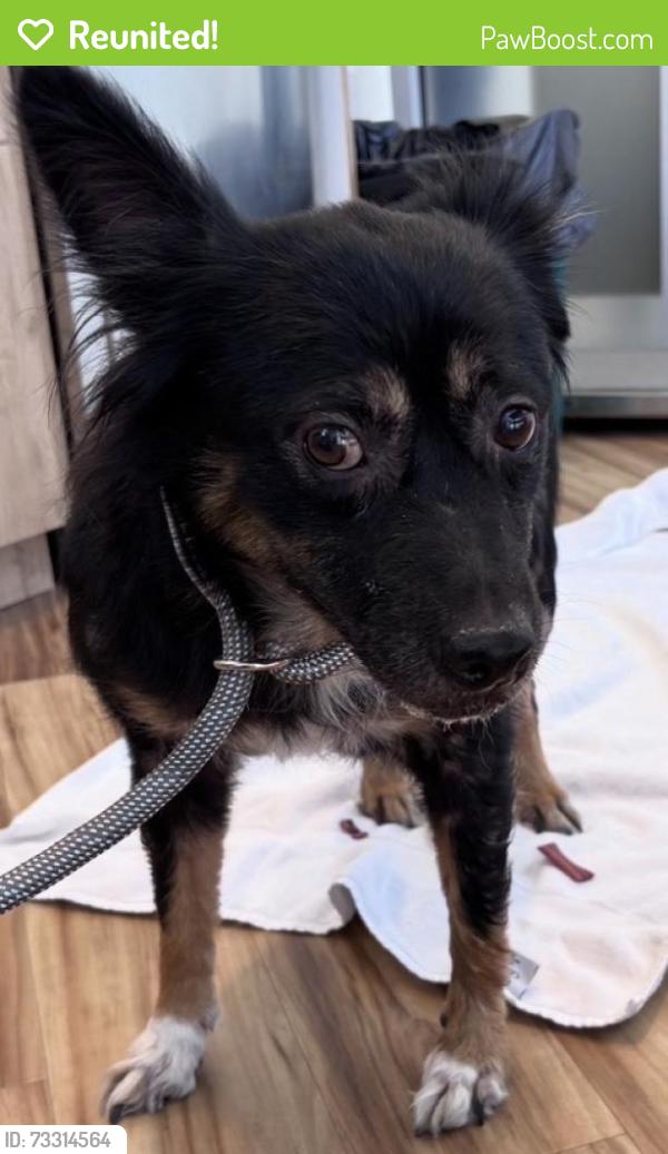 Reunited Female Dog last seen Near N Coit Rd, Dallas, TX 75248