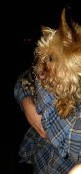Reunited Unknown Dog last seen Westview Lane, Weaverville, NC 28787