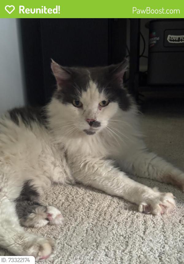 Reunited Unknown Cat last seen Near Dana Strand Rd, Dana Point, CA 92629, USA, Dana Point, CA 92629