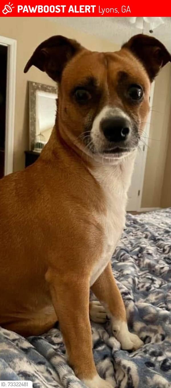 Lost Male Dog last seen Winge Road near HWY 280 & HWY 292 in Toombs County, Ga, Lyons, GA 30436