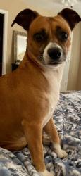 Lost Male Dog last seen Winge Road near HWY 280 & HWY 292 in Toombs County, Ga, Lyons, GA 30436