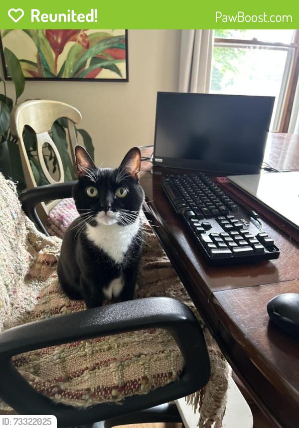 Reunited Female Cat last seen Antero Drive & Barela Court, Loveland, CO 80538