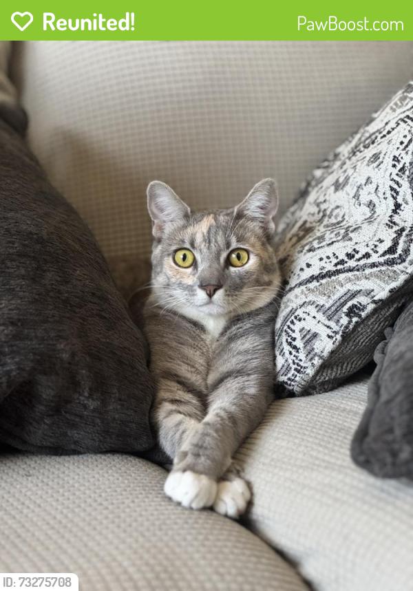 Reunited Female Cat last seen B st and seventh st, Oxnard, CA 93033