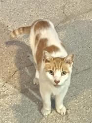 Found/Stray Male Cat last seen Greystone subdivision, Chesapeake, VA 23320