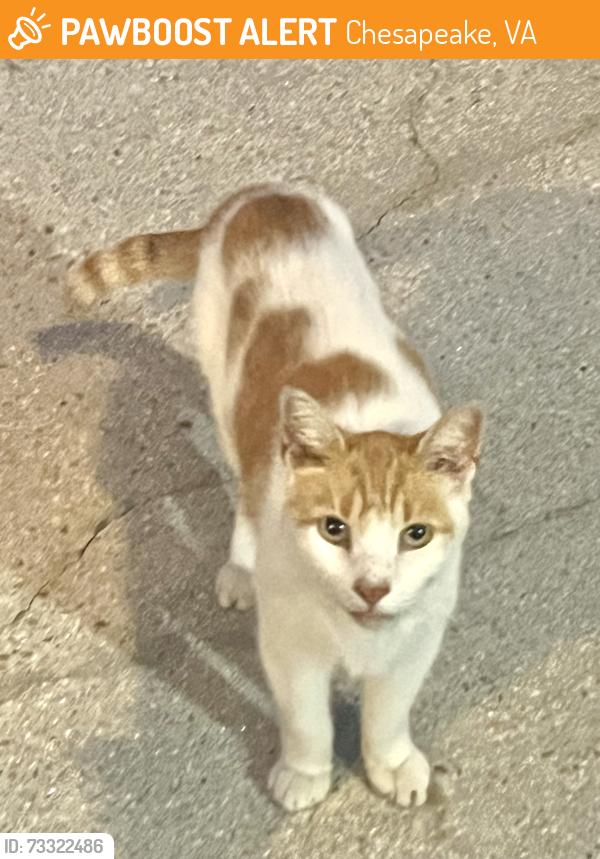 Found/Stray Male Cat last seen Greystone subdivision, Chesapeake, VA 23320