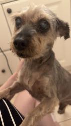 Reunited Male Dog last seen Near S Chandler Ave, Monterey Park, CA 91754, USA, Monterey Park, CA 91754